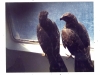 Zwei der Raubvögel, die vor dem Ausläufer eines Wirbelsturms an Bord des Schiffes Schutz gesucht hatten